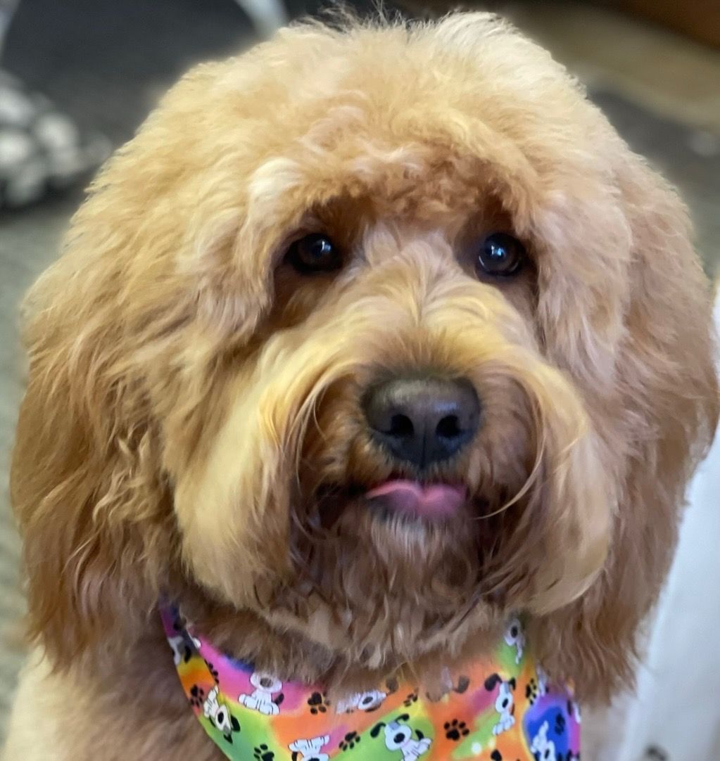 Goldendoodle with brown fur, wearing a colorful bandana, sticking out tongue.