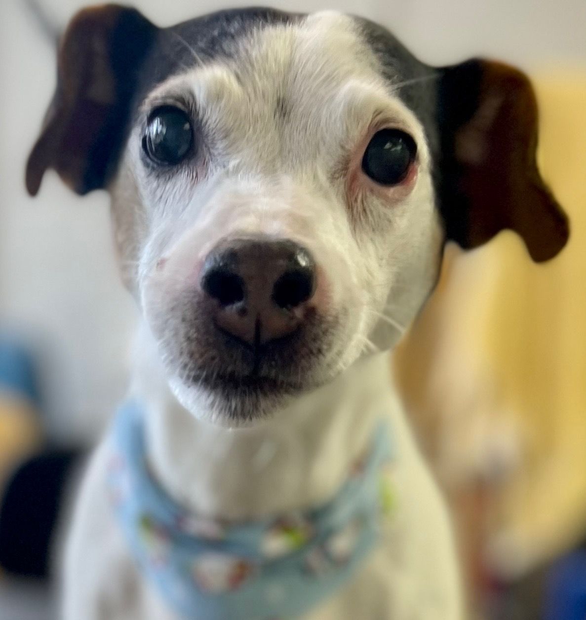 Small white dog with black and brown markings, wearing a blue bandana, looking at the camera.