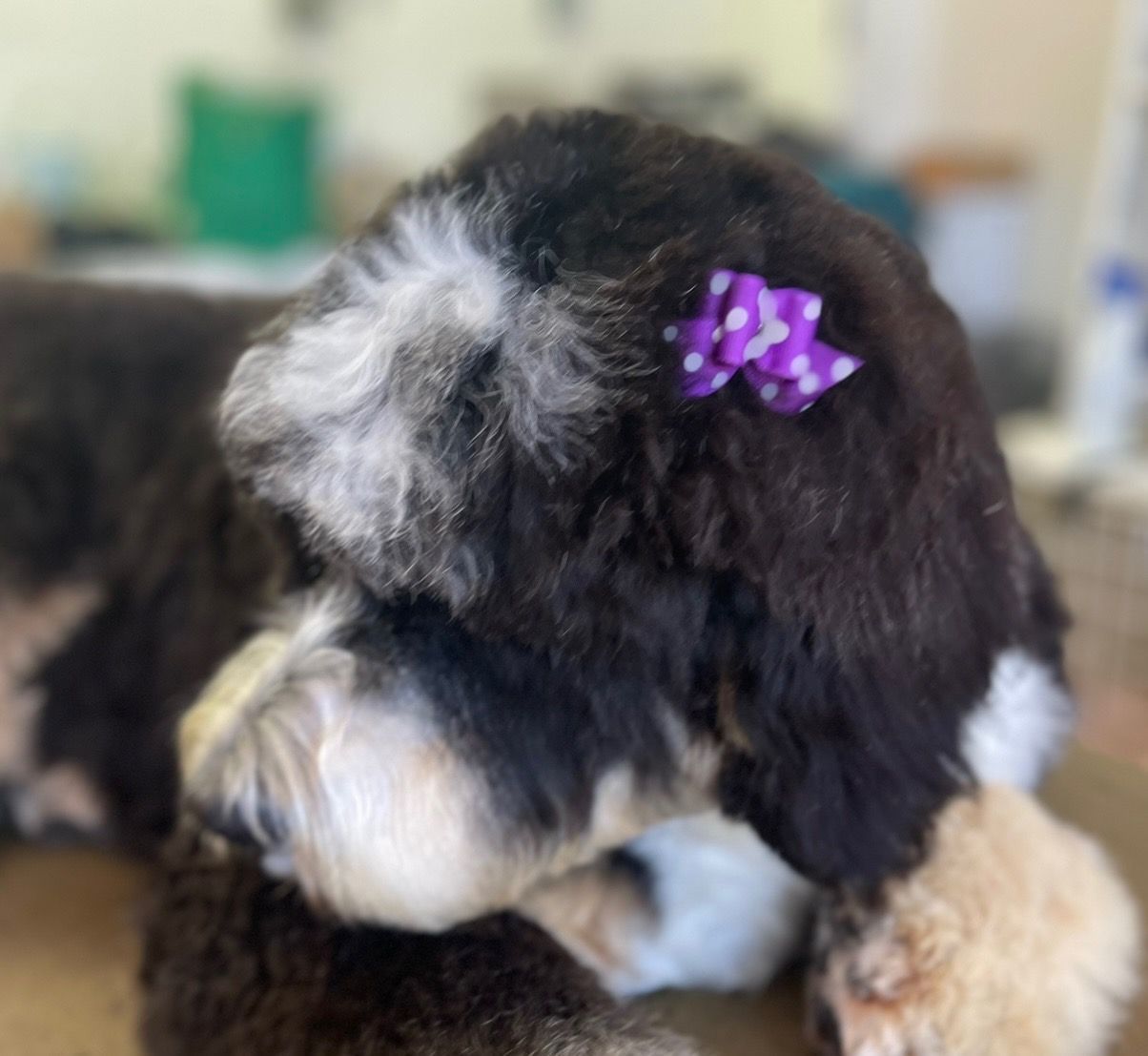 Black and white dog with a purple bow in its hair.
