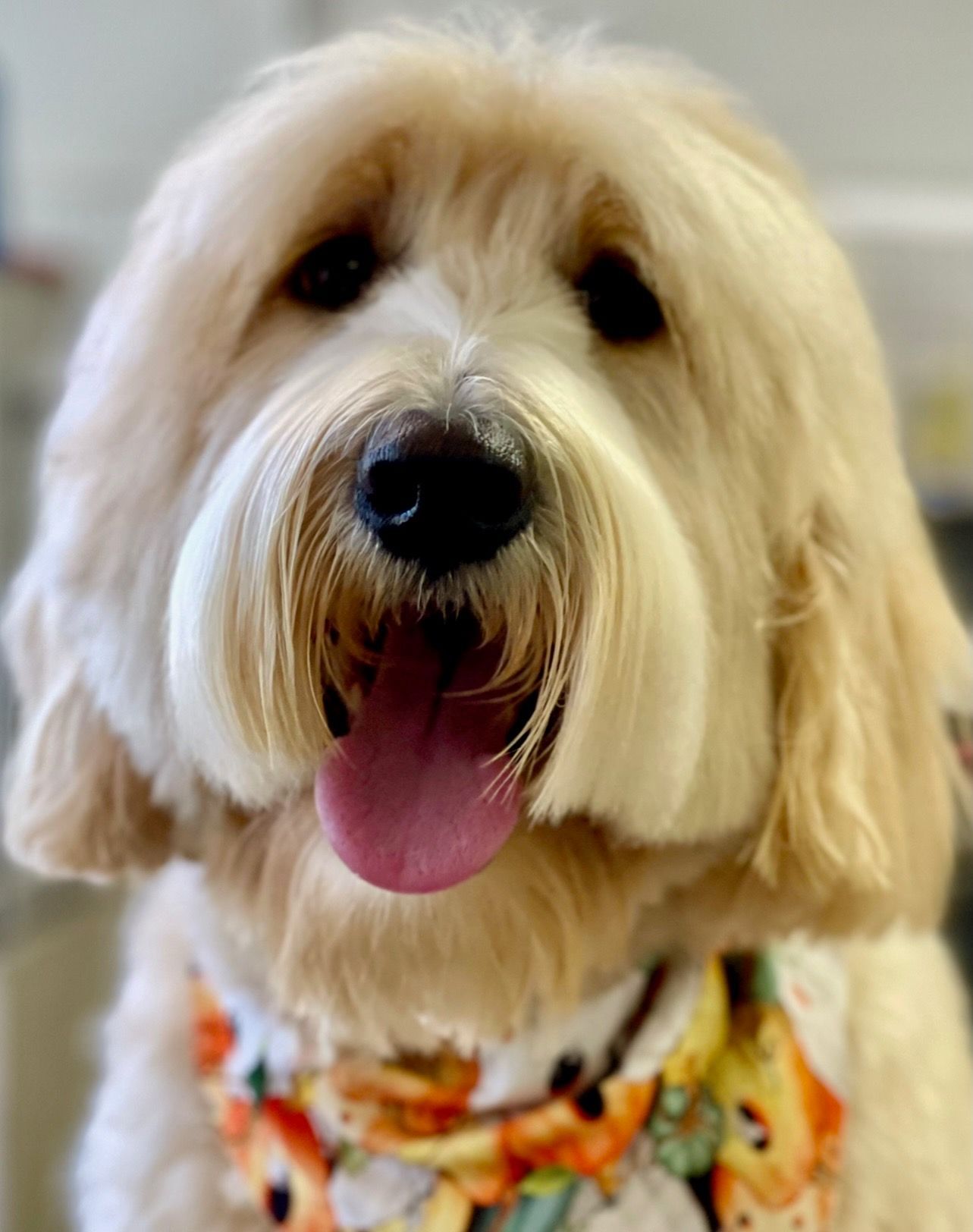 Goldendoodle dog with a fluffy, light-colored coat and a tongue sticking out, wearing a patterned bandana.
