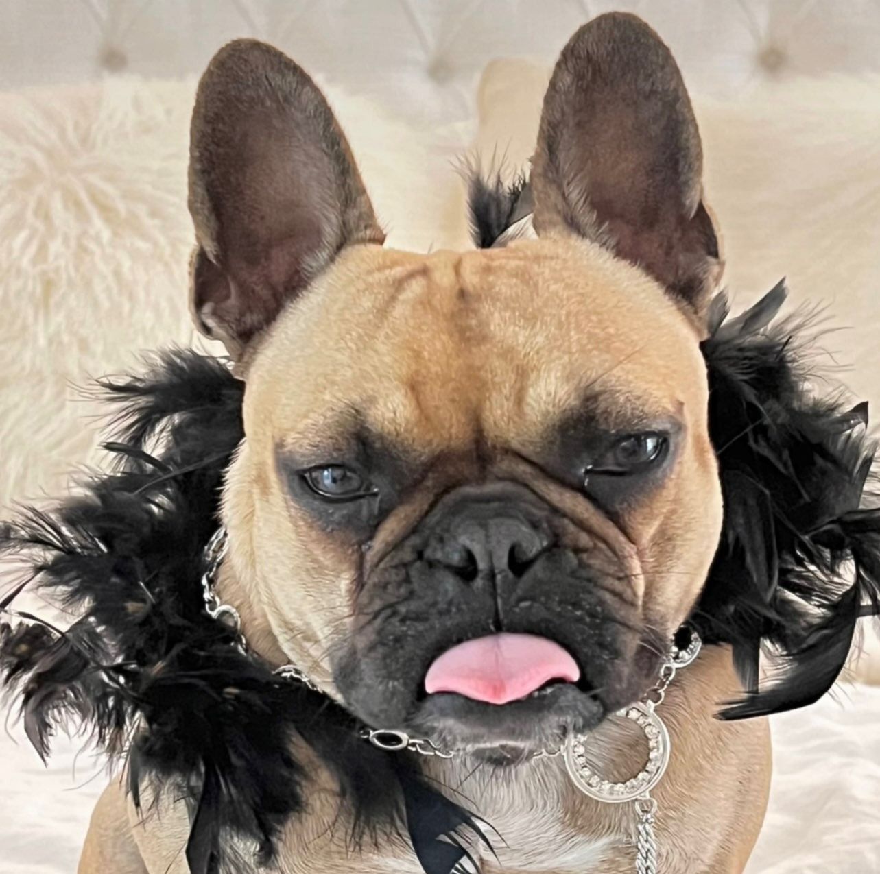 French Bulldog wearing a black feather boa and a jeweled collar, sticking its tongue out.
