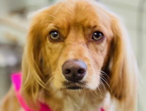 Golden-brown Cocker Spaniel with long ears, brown nose, and pink bow, looking directly at the viewer.