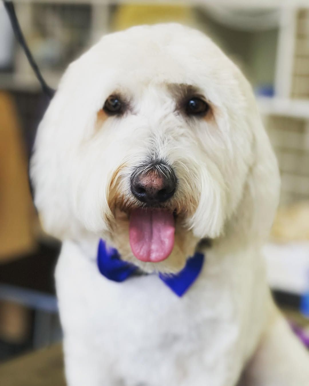 White dog with a blue bowtie, smiling with tongue out.