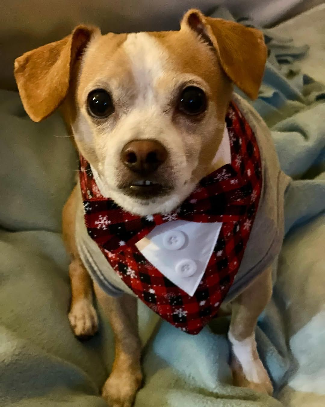 Tan and white dog wearing a red and black snowflake bandana and gray shirt, sitting.