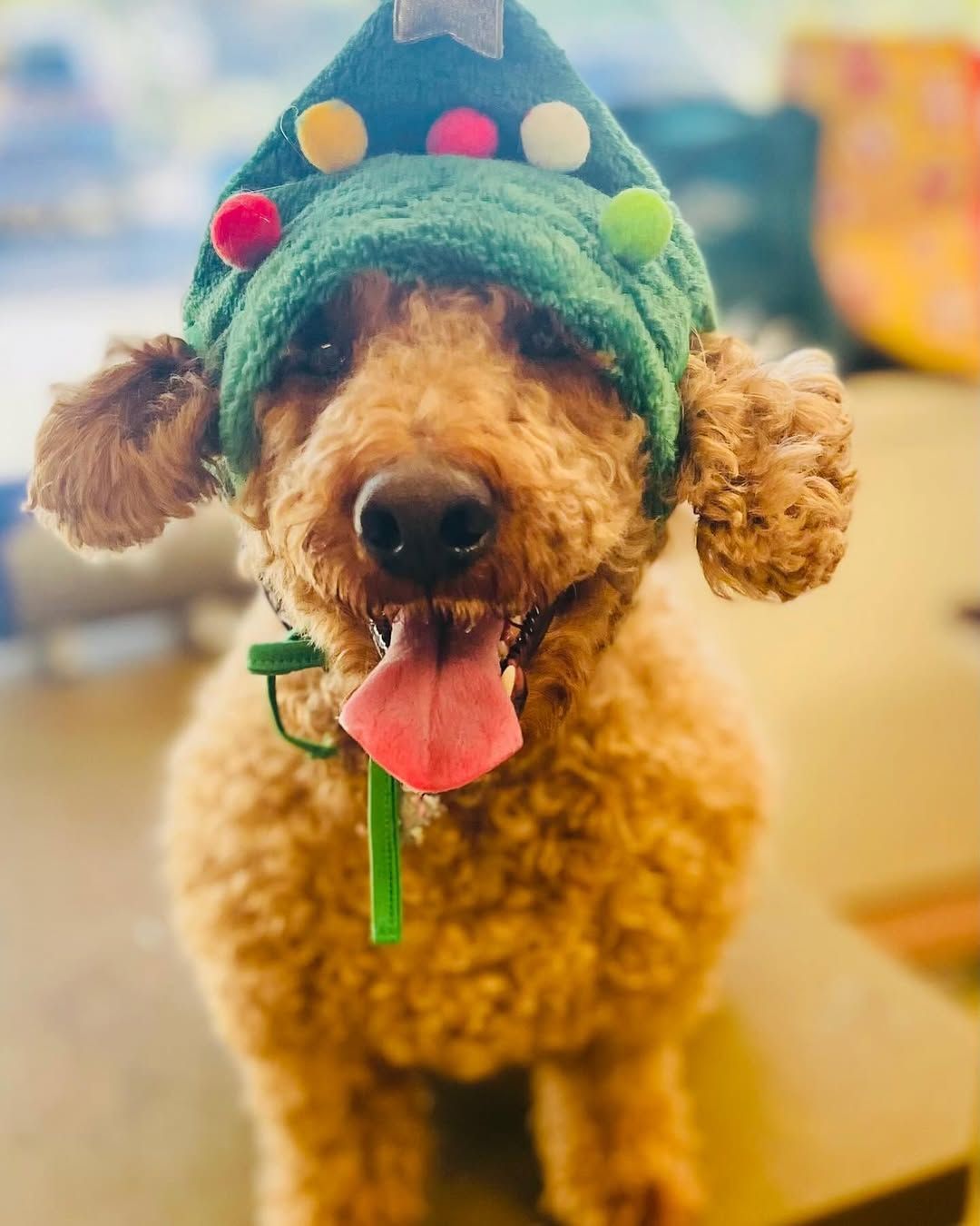 Brown dog wearing a green Christmas tree hat with colorful pom-poms, tongue out, in a brightly lit setting.