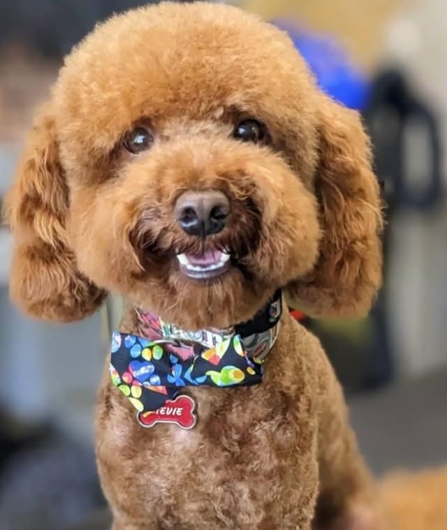 Brown poodle with a smiling expression, wearing a patterned bow tie and a name tag.