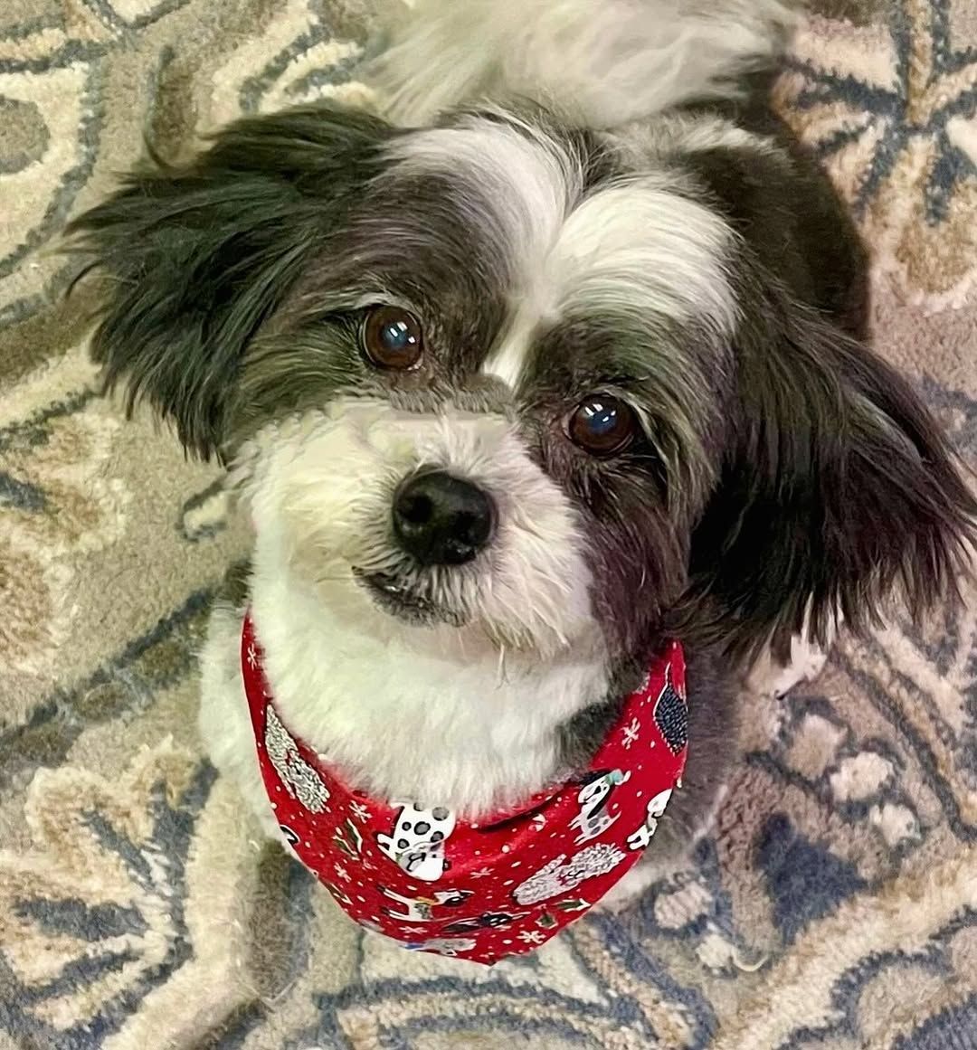 A small dog with black and white fur wearing a red bandana, looking up with a gentle expression.