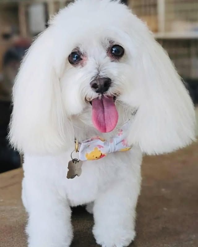 White Bichon Frise dog with fluffy fur, pink tongue, and small colorful collar.