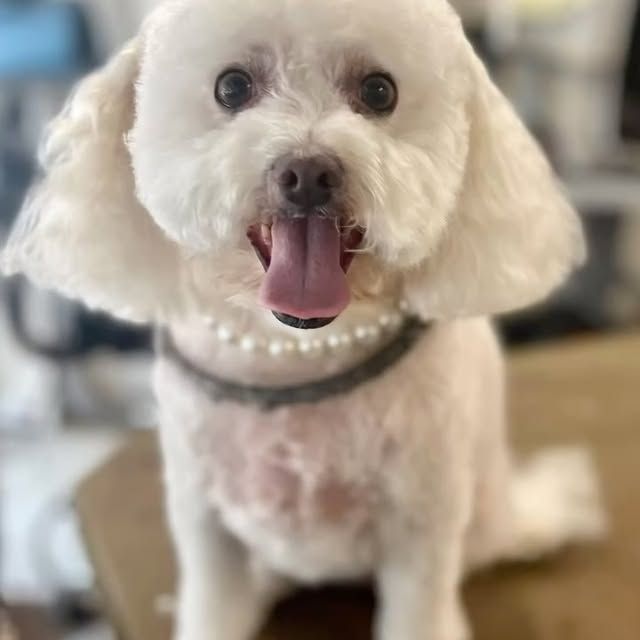 White dog with open mouth wearing a pearl necklace.