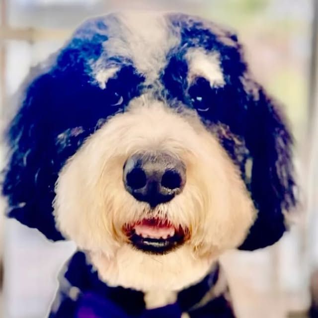 Smiling black and white dog with tan face, looking at the camera. Wearing a dark plaid sweater.