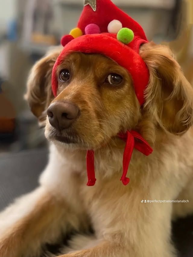 Golden-brown dog wearing a red hat with colorful pom-poms and a bow, looking slightly to the side.