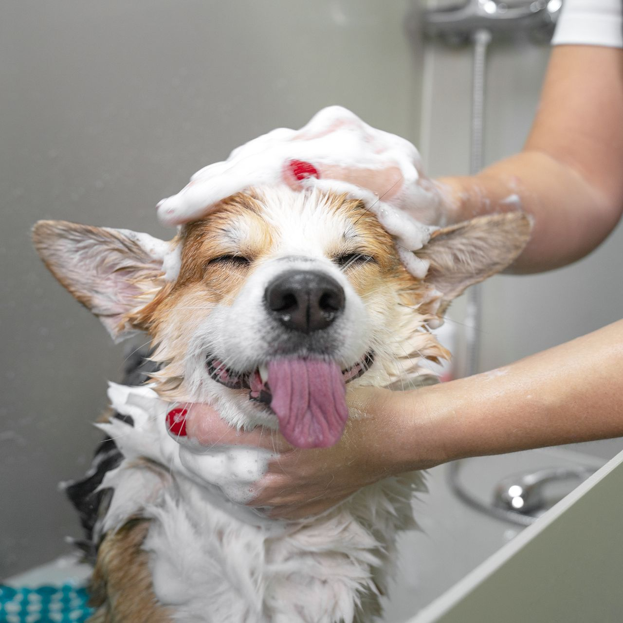 Corgi dog with eyes closed, enjoying a bath. White suds on head, pink tongue out. Being bathed by a person.
