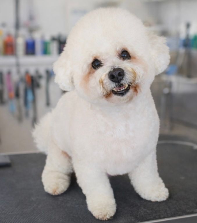 White Bichon Frise dog with a groomed coat smiles while sitting on a table.