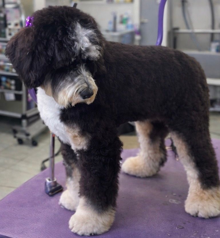 Well-groomed dog with black, tan, and white fur stands on a purple grooming table.