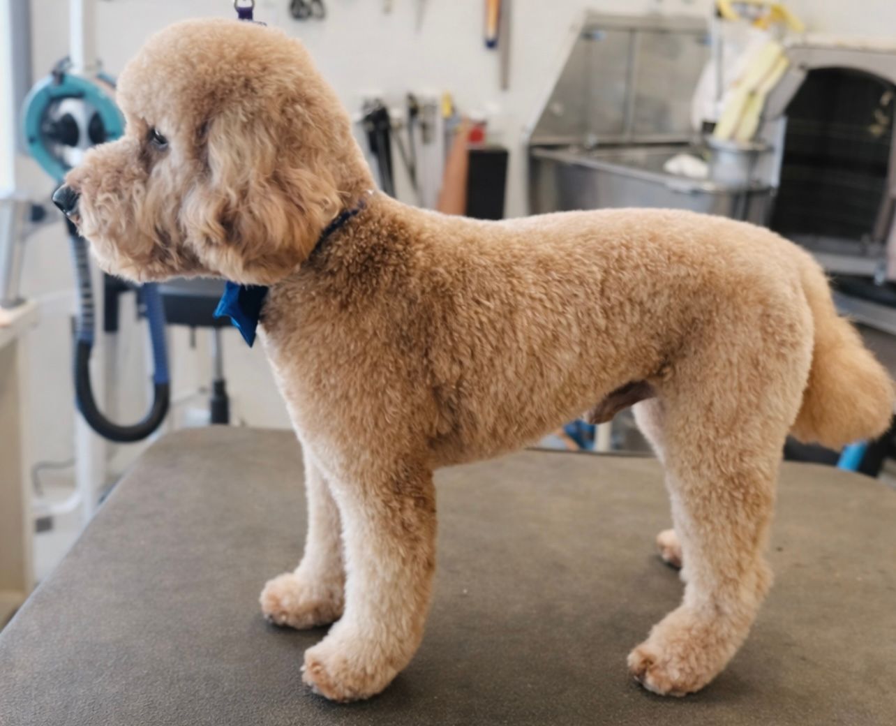 Tan poodle with a teddy bear cut standing on a grooming table.