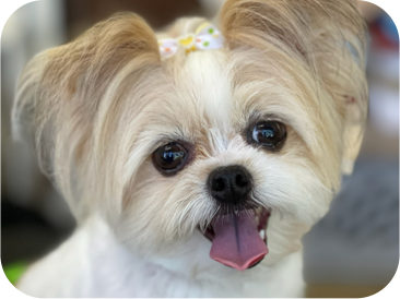 Smiling, white and tan Shih Tzu with pink tongue and bow.