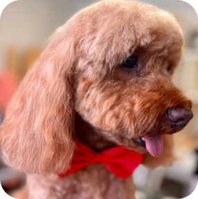 Red poodle with red bow tie, tongue out.