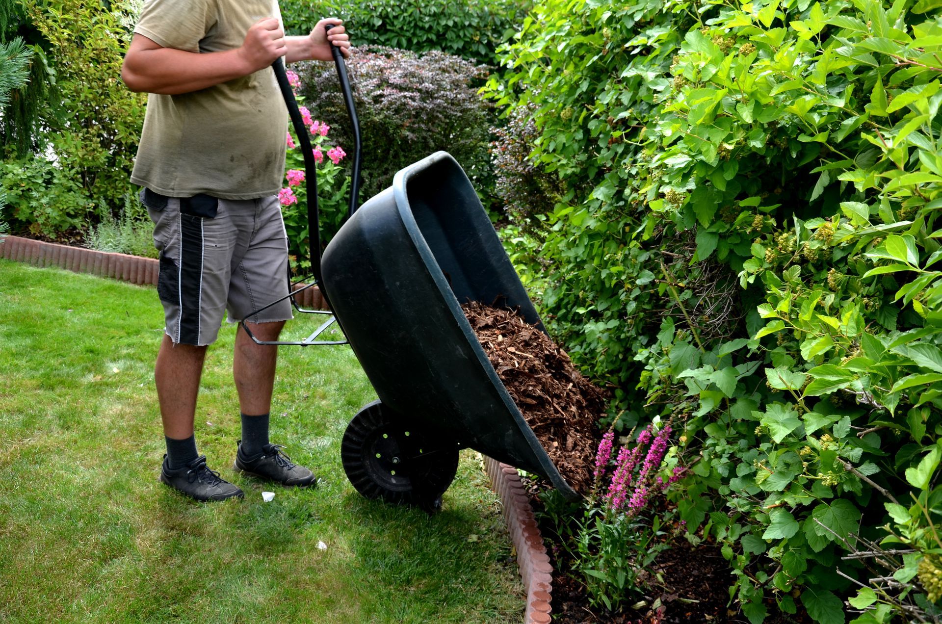 Person using a wheelbarrow to pour mulch along a garden hedge.