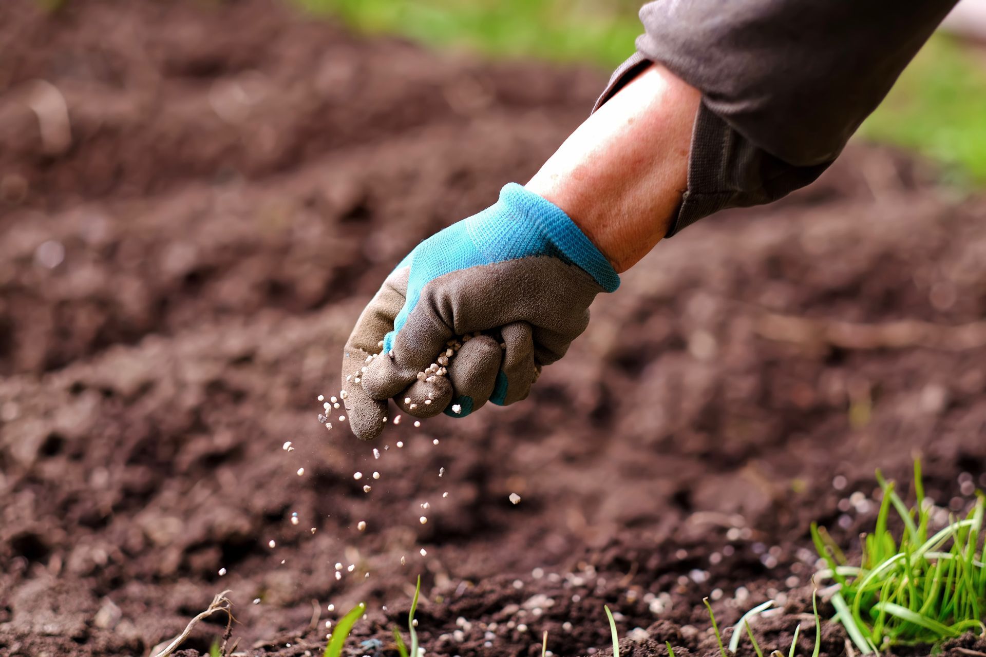 Gloved hand sprinkling seeds over freshly tilled soil in a garden bed