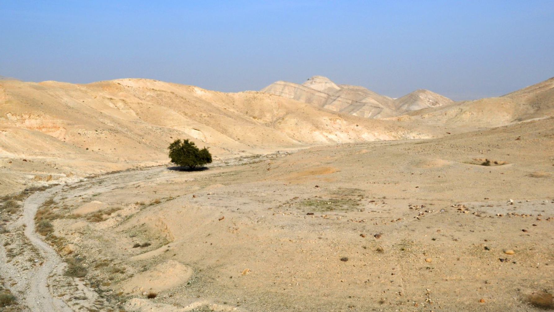 Desert landscape with tan hills, a dirt path, and a lone tree under a blue sky.