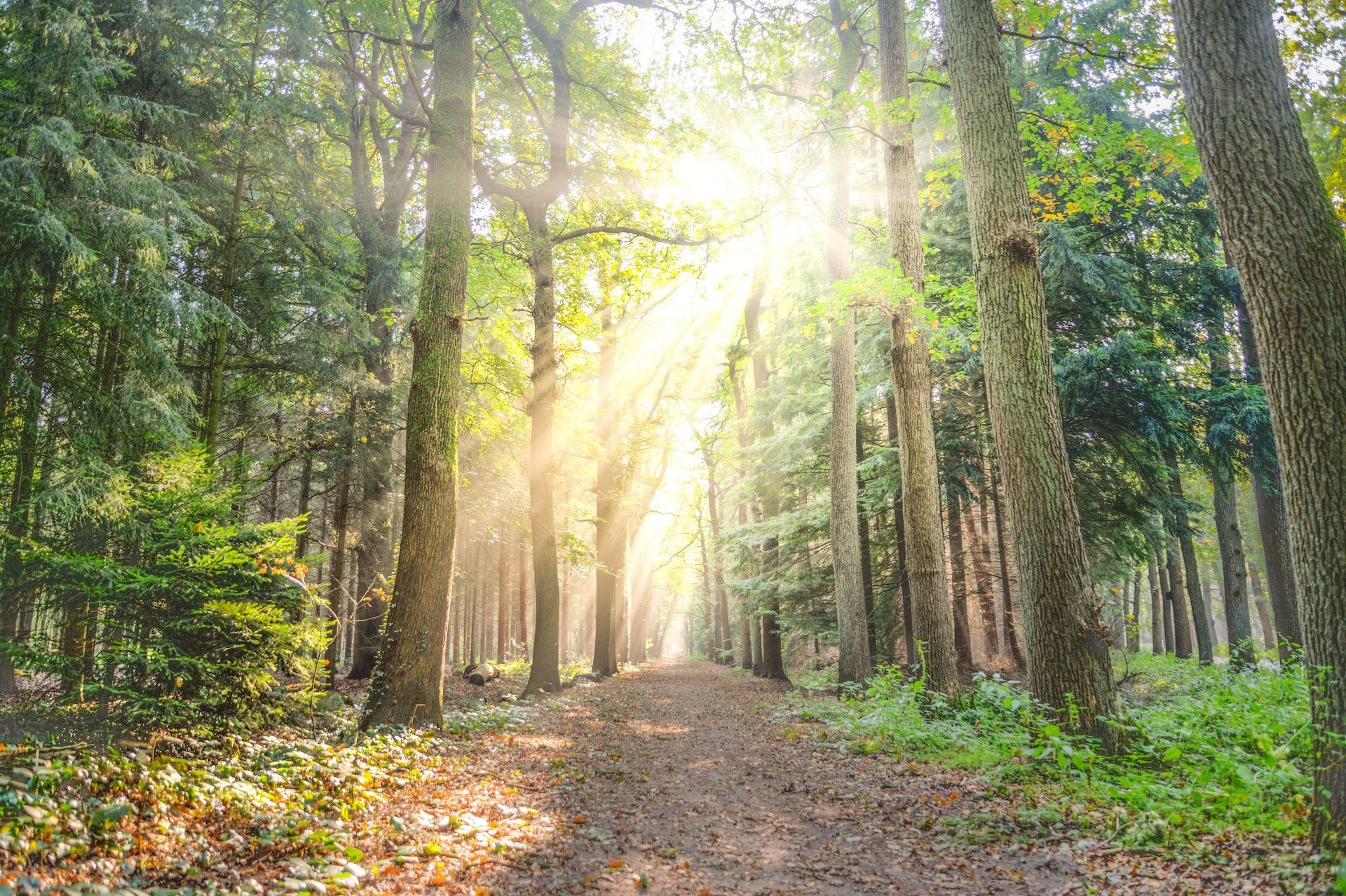 Path through the forest
