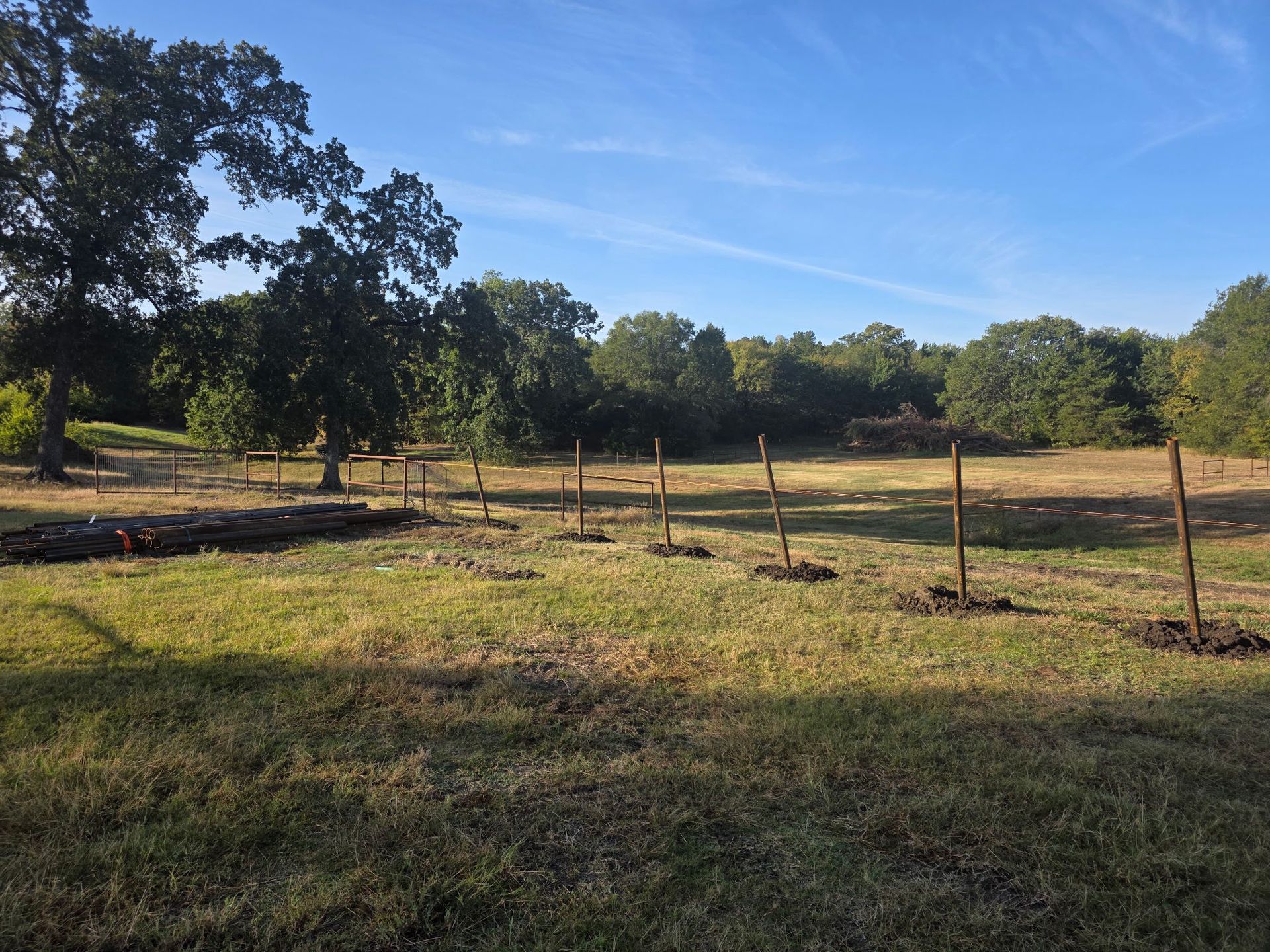 Field with young saplings and stakes in rows, surrounded by trees under a blue sky.