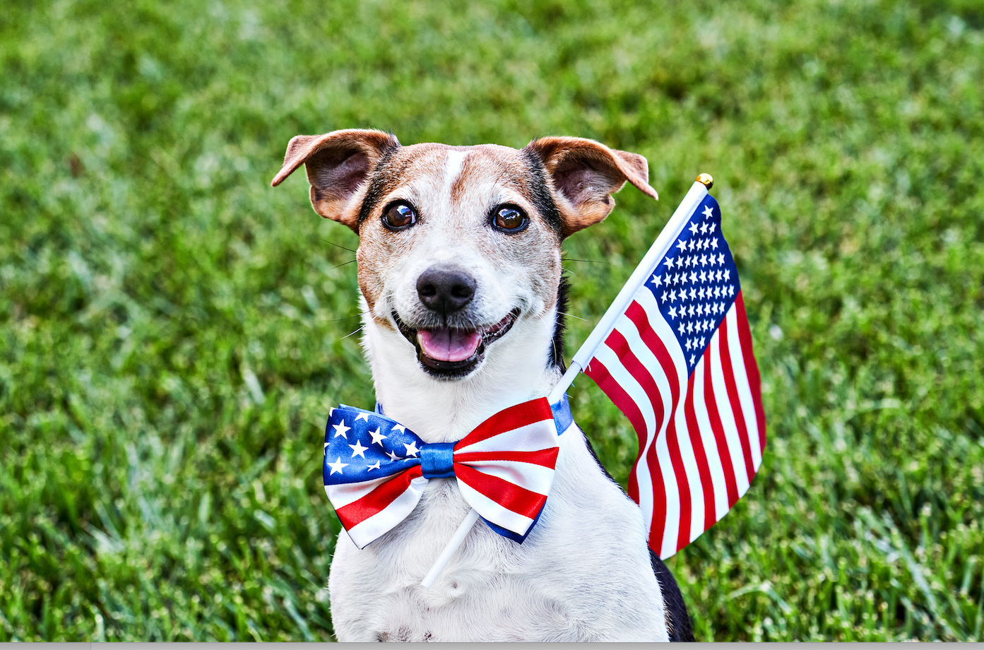 Dog with stars and stripes bow tie and flag