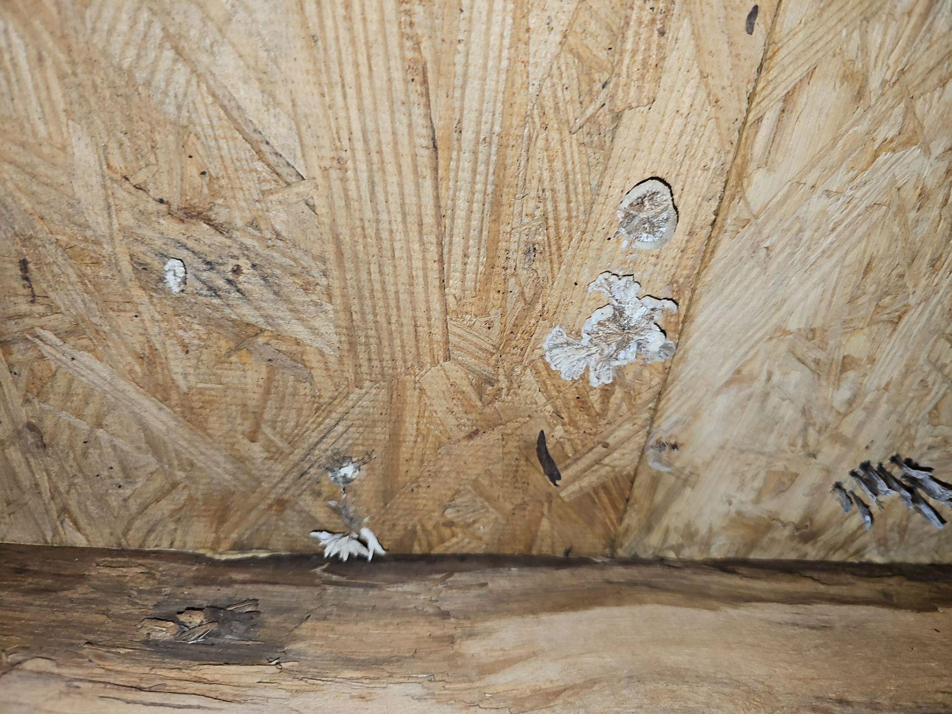OSB wood with white mold and water damage.