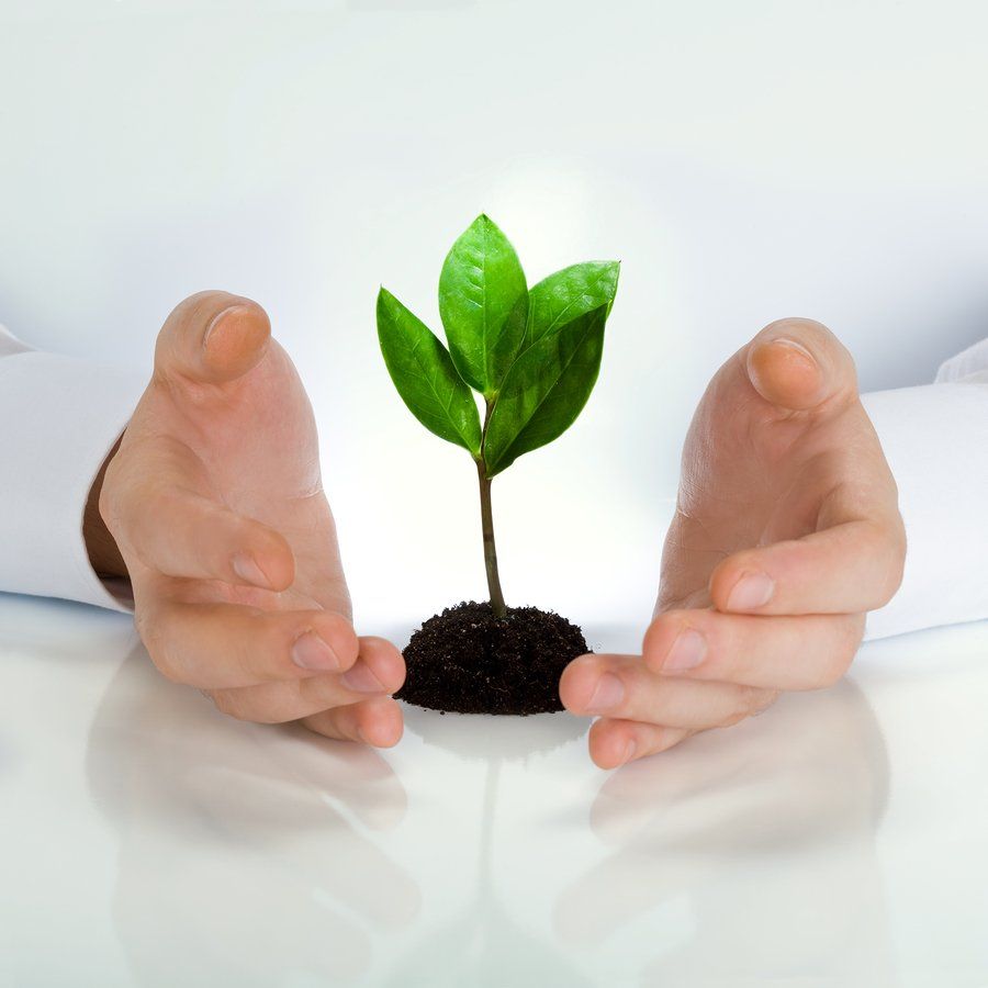 Hands cupping a small tree growing symbolising future generations