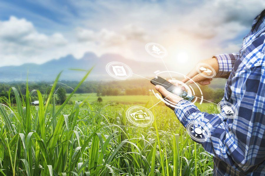 Innovation technology for smart farm system, Agriculture management, Hand holding smartphone with smart technology concept. asian male farmer working in Sugarcane farm To collect data to study.