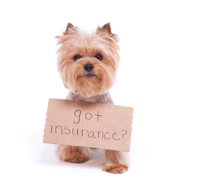 Dog with a sign around neck 