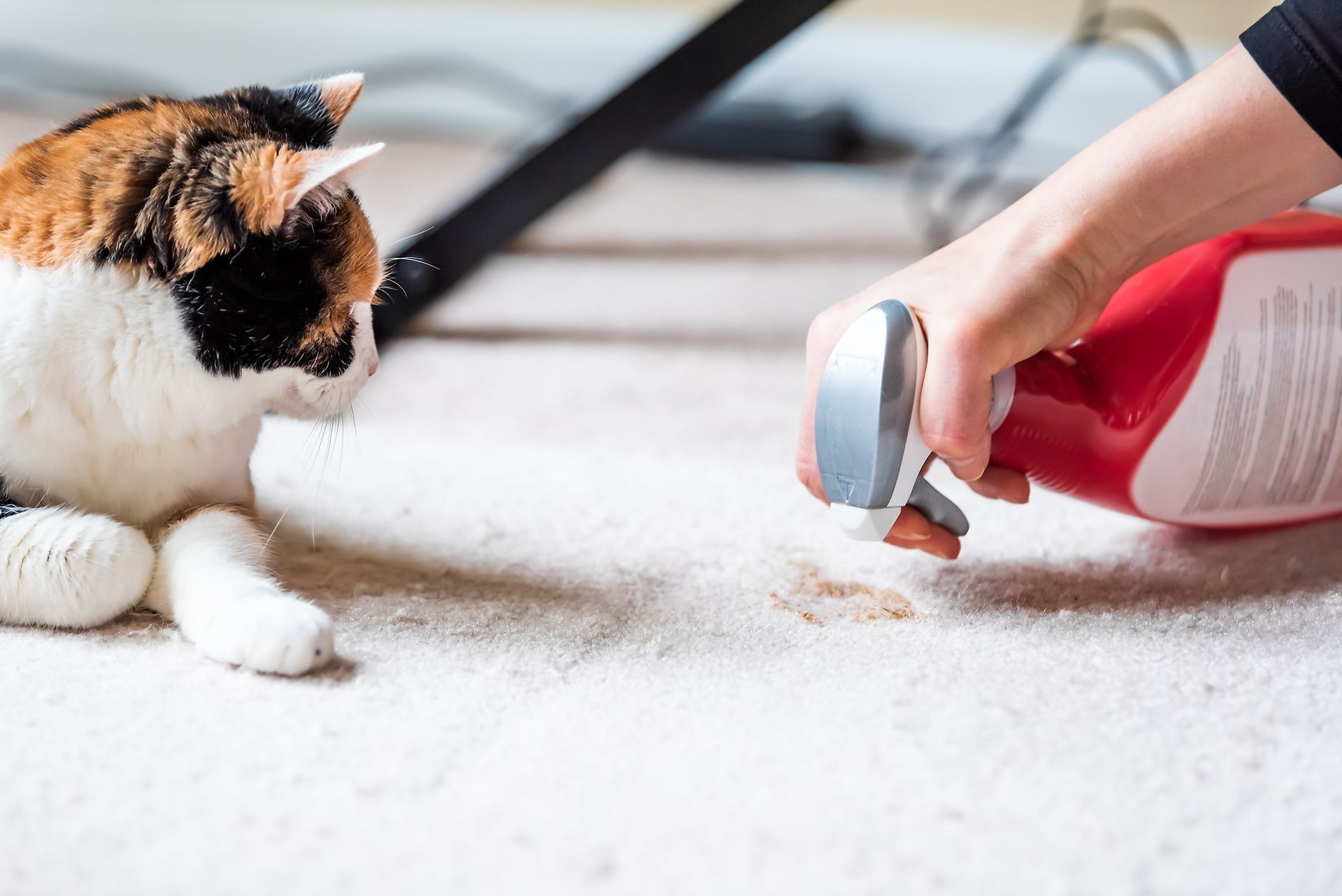 A person is spraying a cat with a spray bottle.