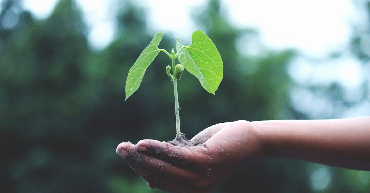 A person is holding a small plant in their hands.