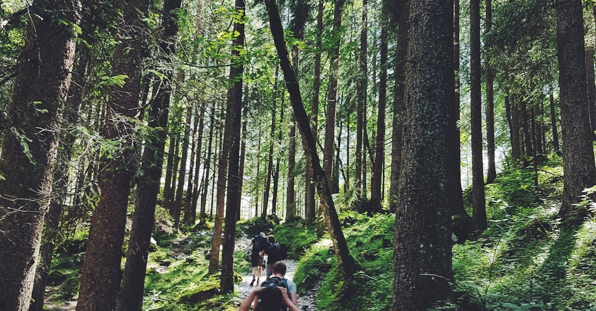 A group of people are walking through a lush green forest.