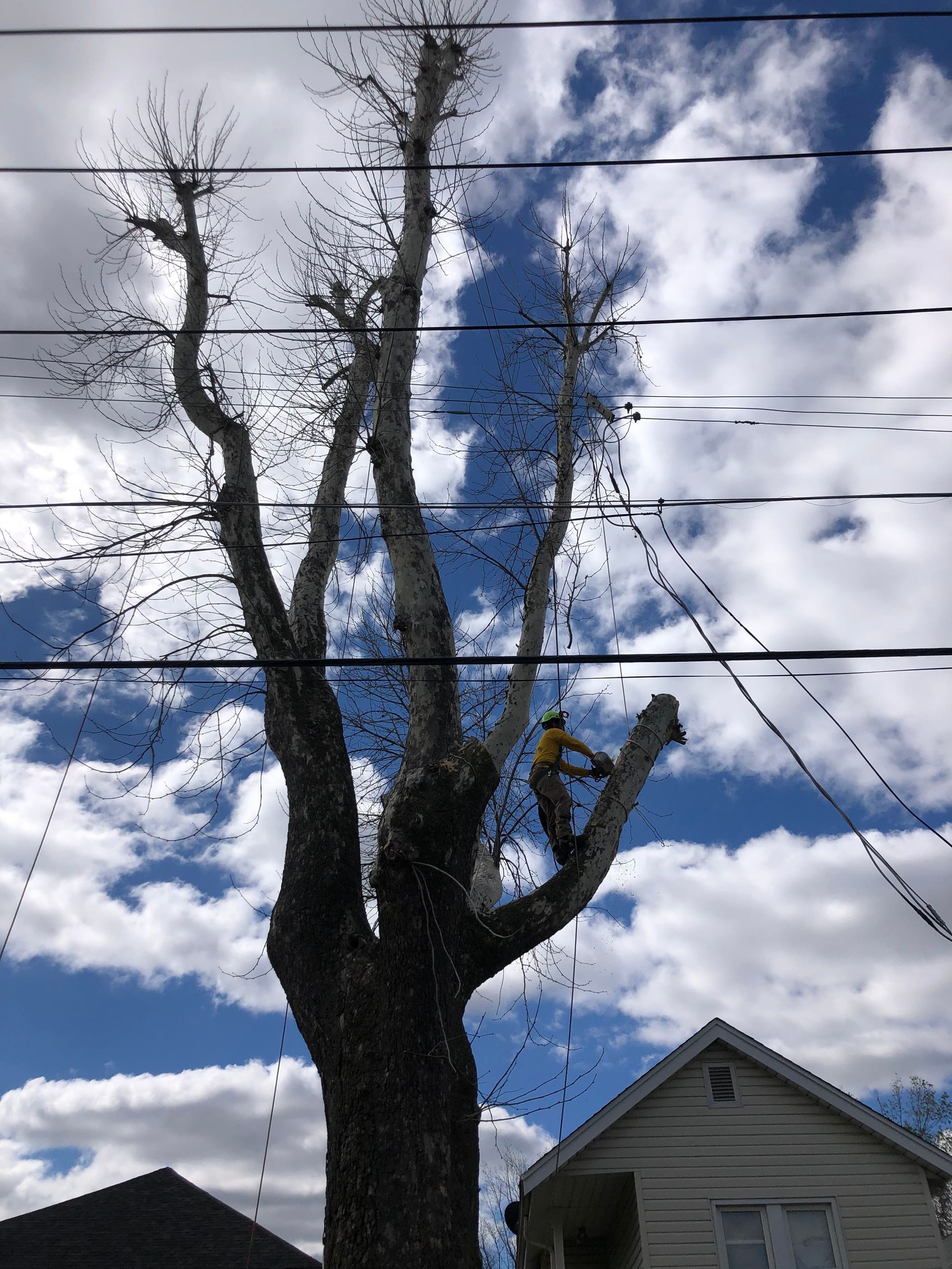 Tree Removing and Trimming | St. Louis, MO | Maxima's Tree Service