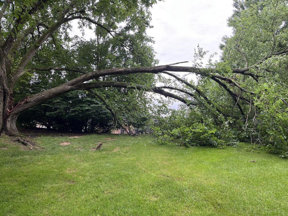 Fallen Tree — St. Louis, MO — Maxima's Tree Service LLC