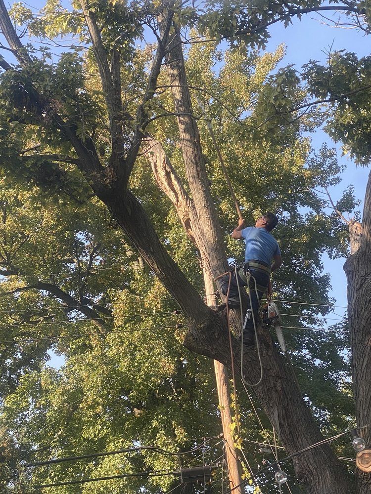 A Man Climbing on the Tree — St. Louis, MO — Maxima's Tree Service LLC