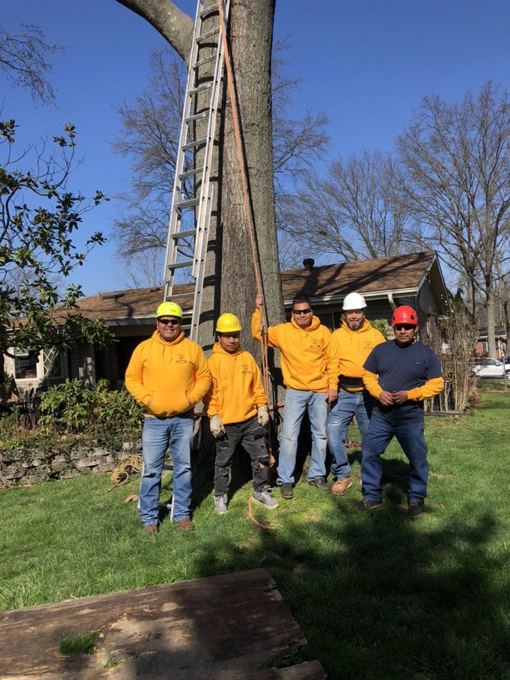 A Group of Men Standing Next to a Tree — St. Louis, MO — Maxima's Tree Service LLC