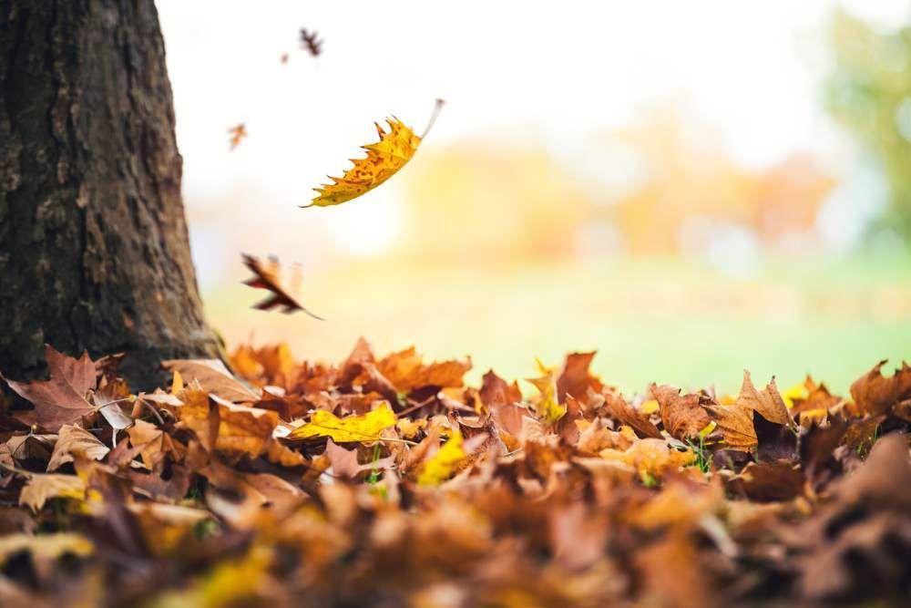 Fallen autumn leaves around a tree trunk, with leaves falling in the background; sunlight.