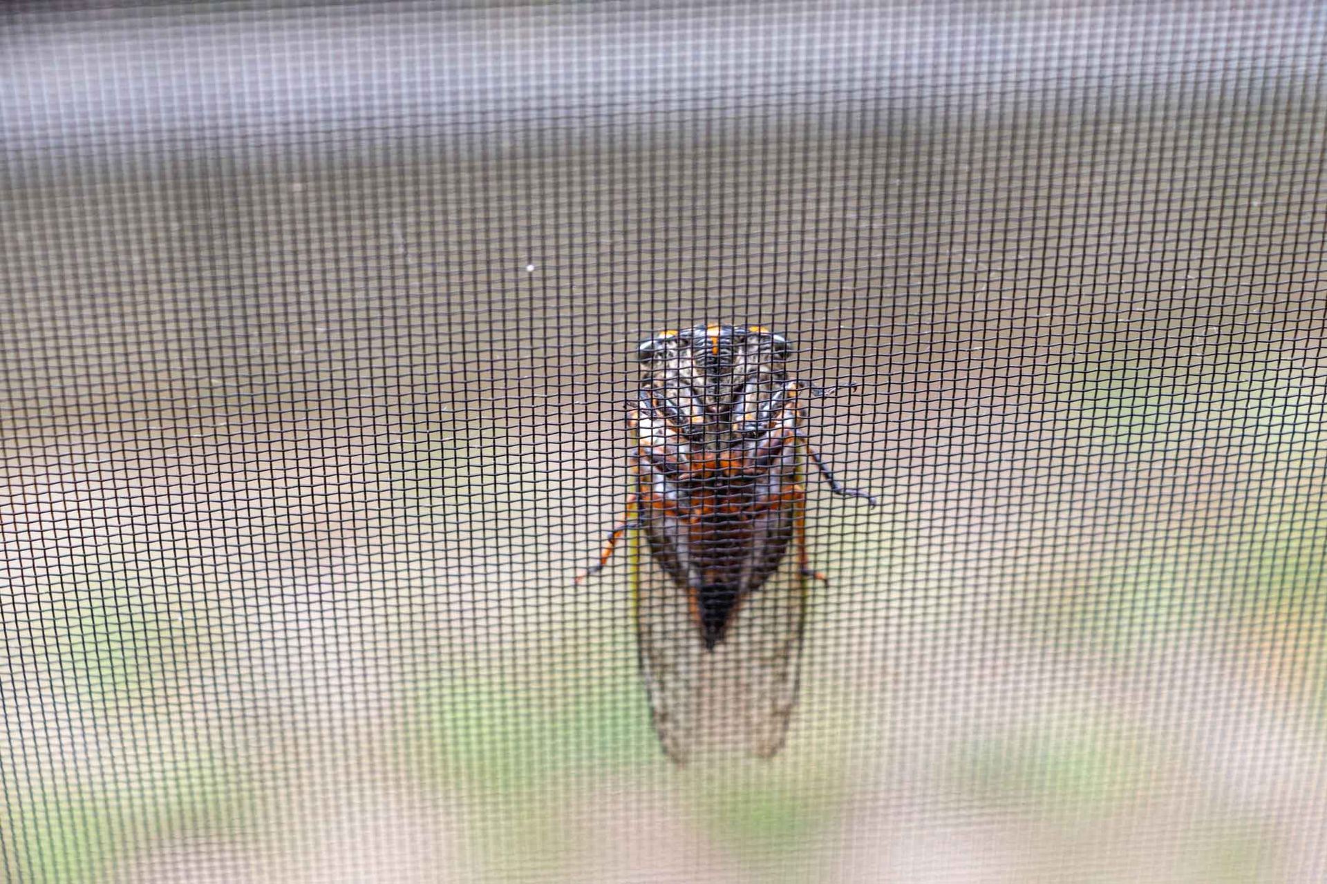 A cicada is sitting on a screen door.