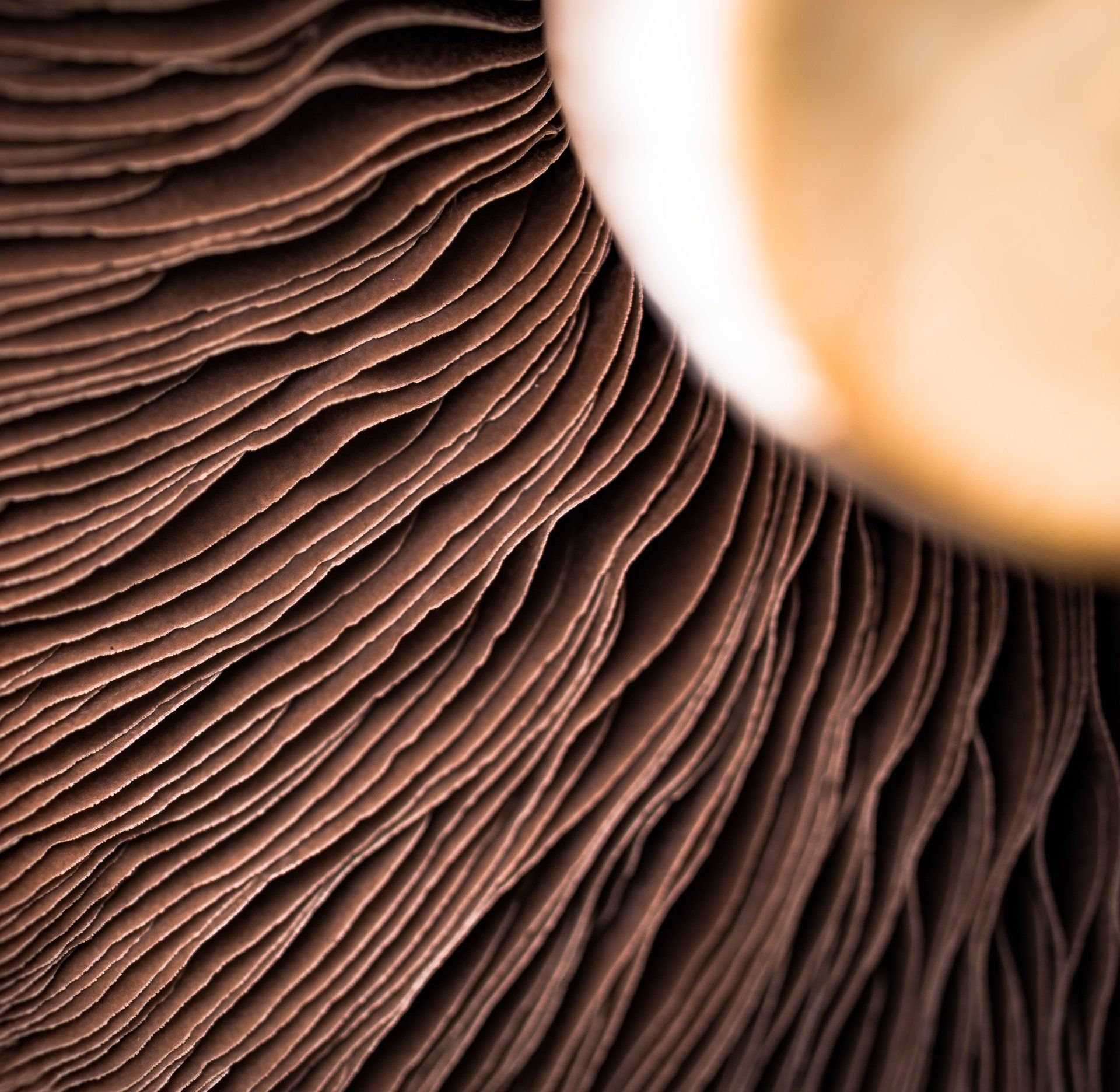 Food photography – Mushroom macro