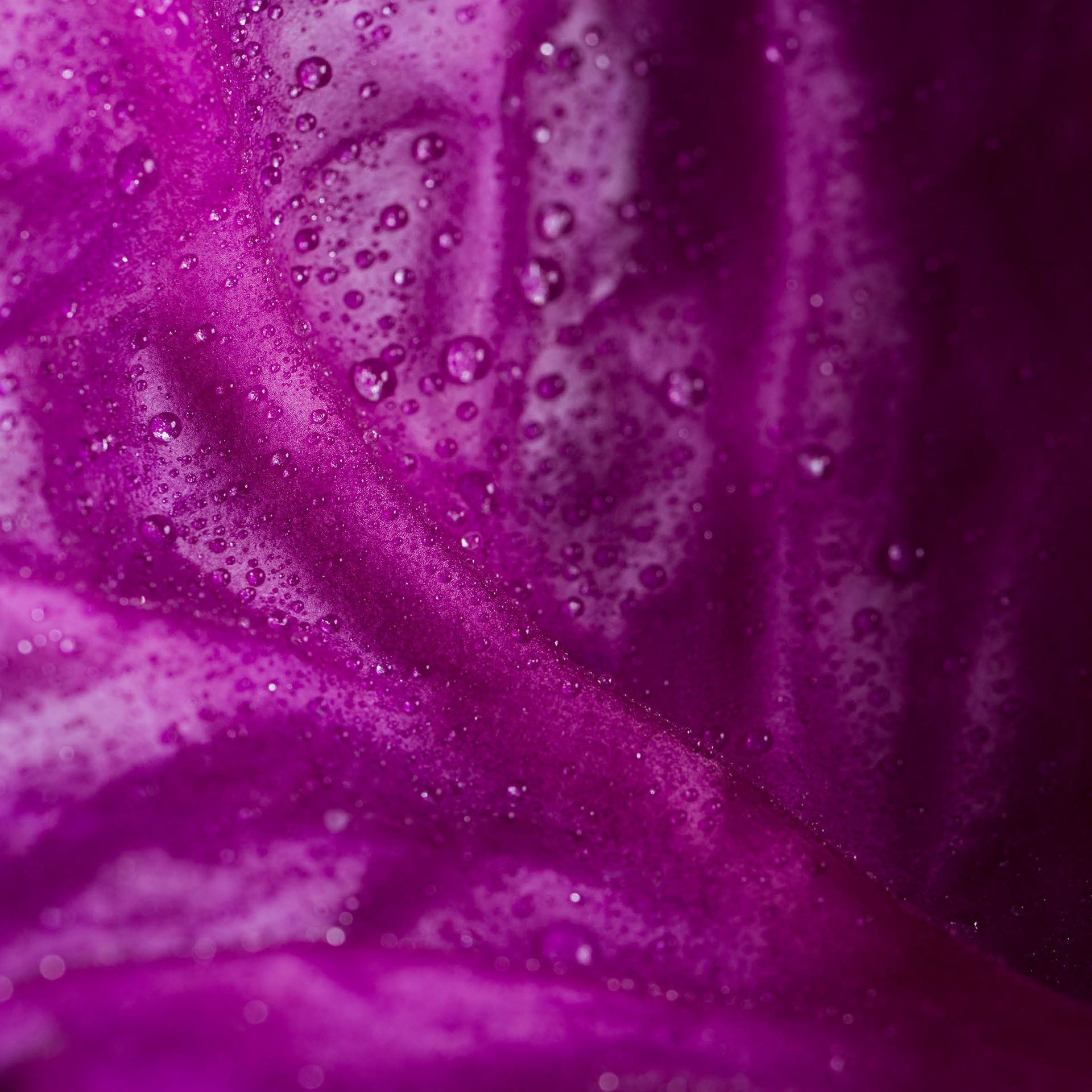 Food photography – red cabbage