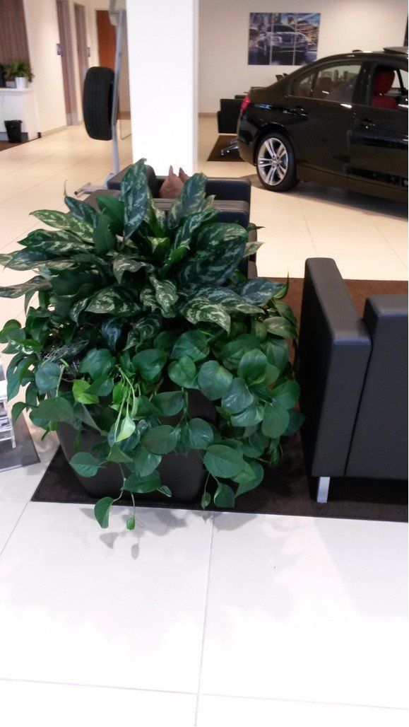 Tropical Indoor Plants | Healdsburg, CA | Santa Rosa Interior Plant Service