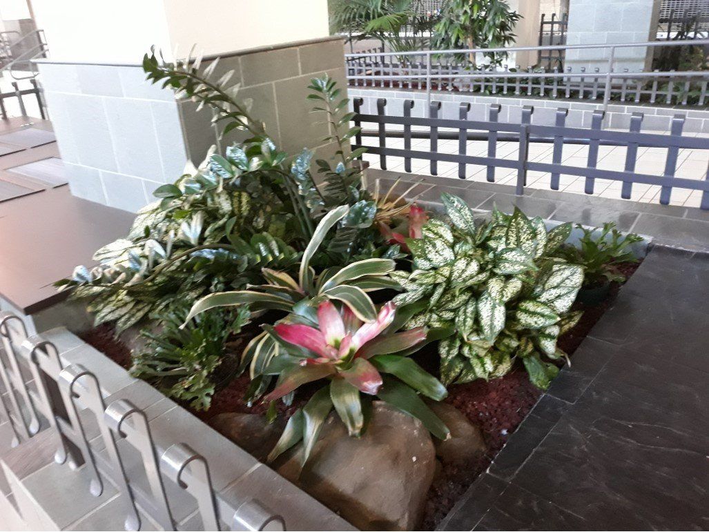 Various Different Tropical House Plants | Healdsburg, CA | Santa Rosa Interior Plant Service