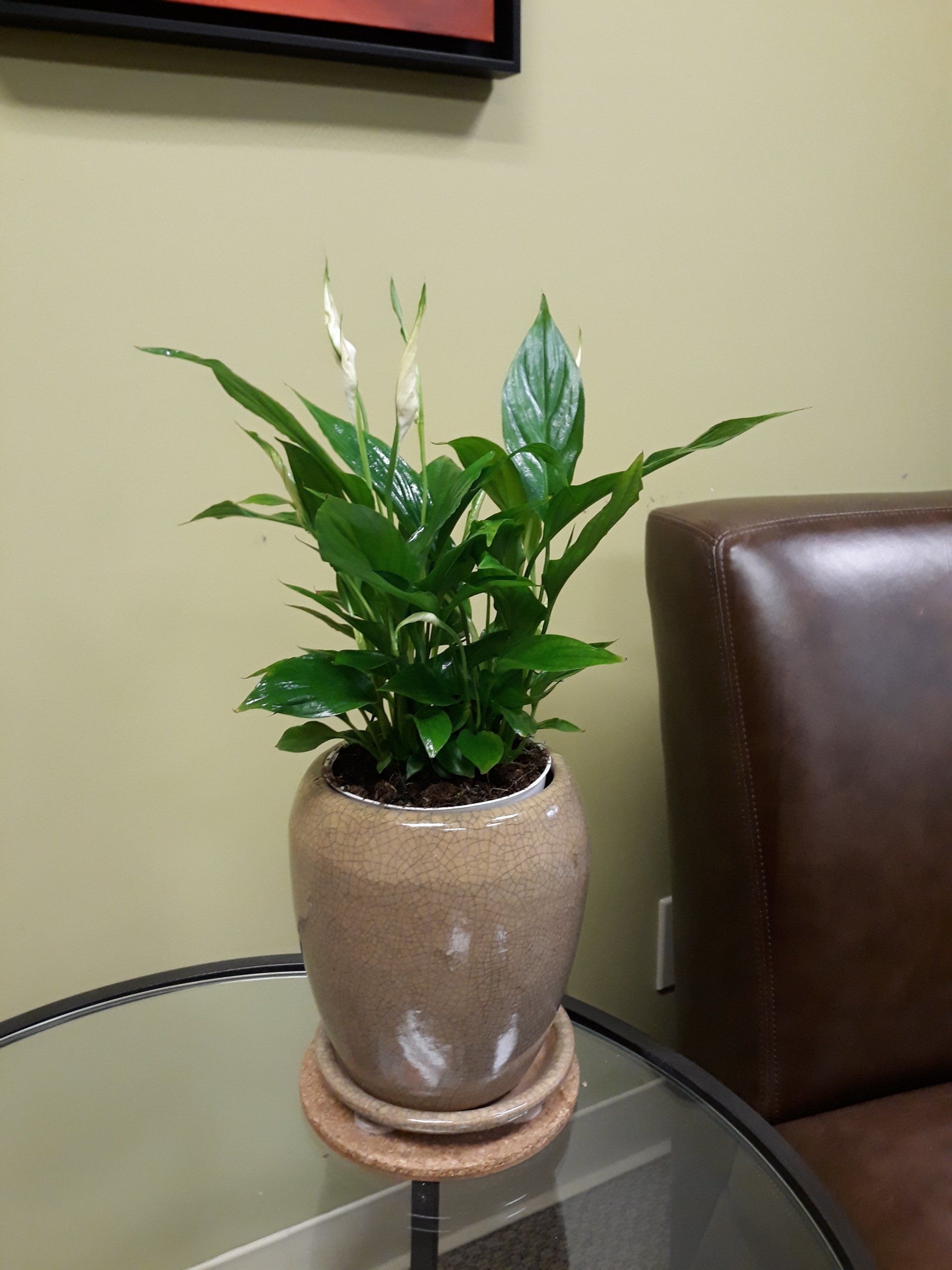 Indoor Plants Interior | Healdsburg, CA | Santa Rosa Interior Plant Service