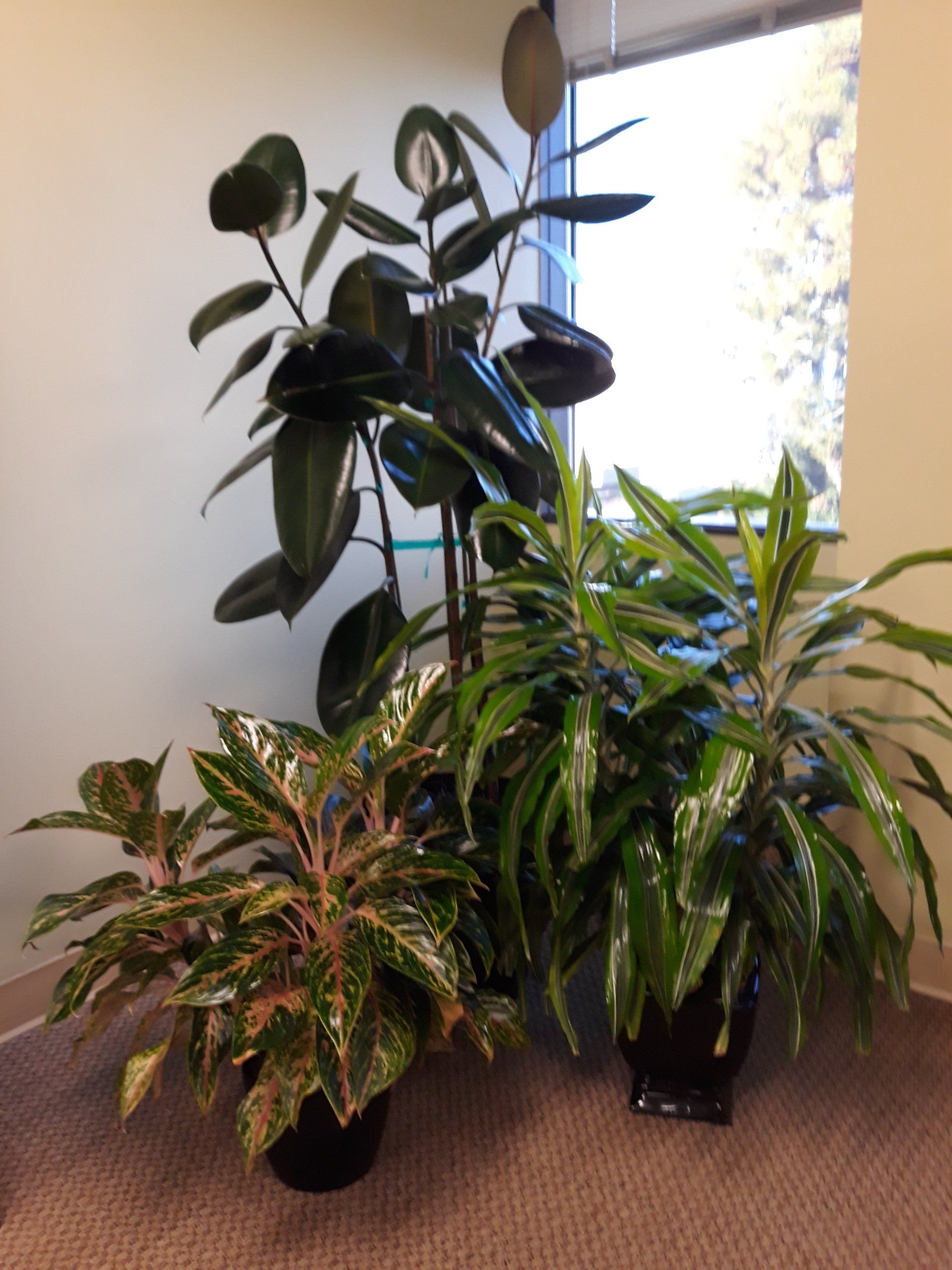 Indoor Plants on Vase | Healdsburg, CA | Santa Rosa Interior Plant Service