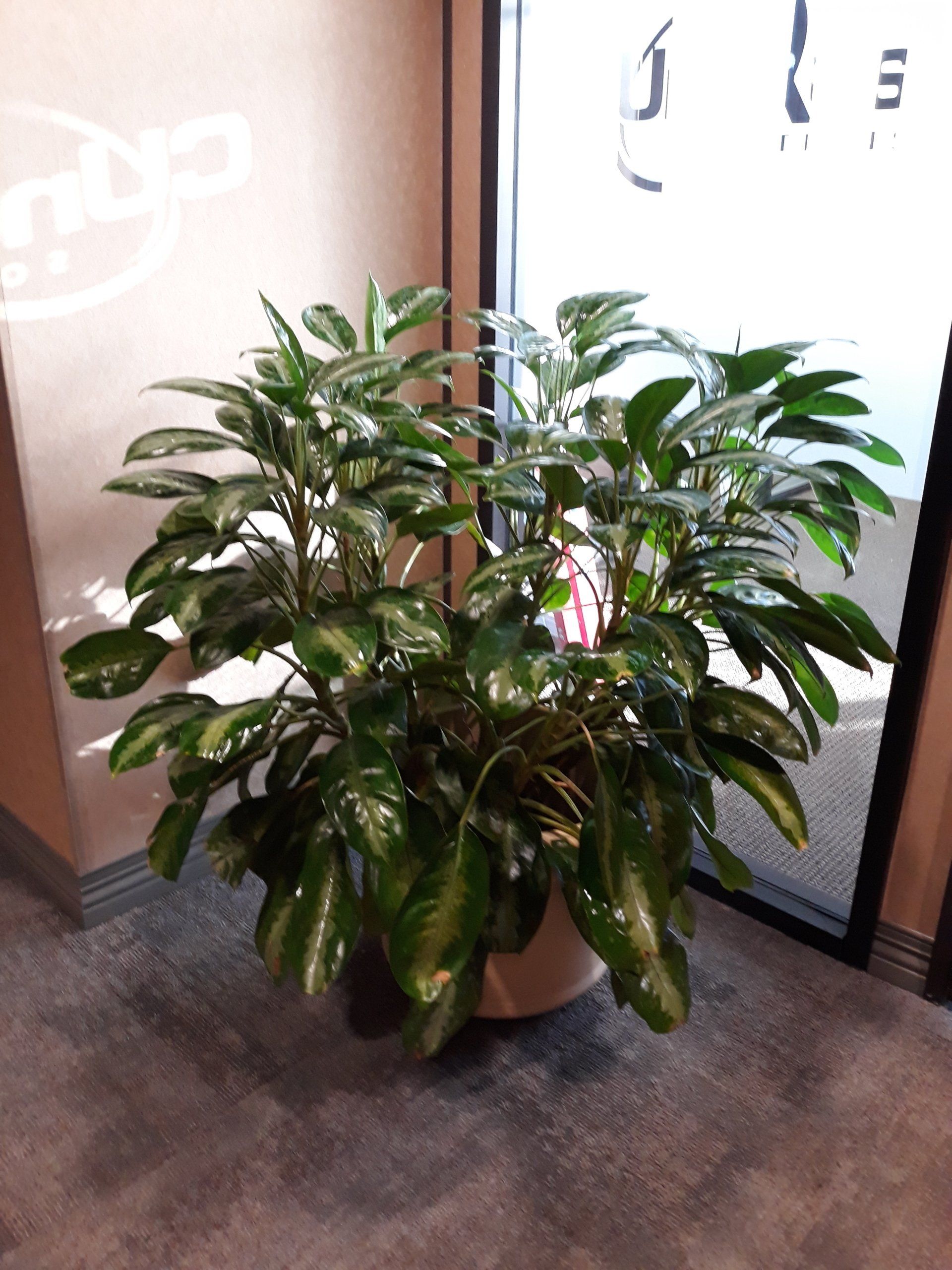 Various Different Tropical Indoor Plants | Healdsburg, CA | Santa Rosa Interior Plant Service