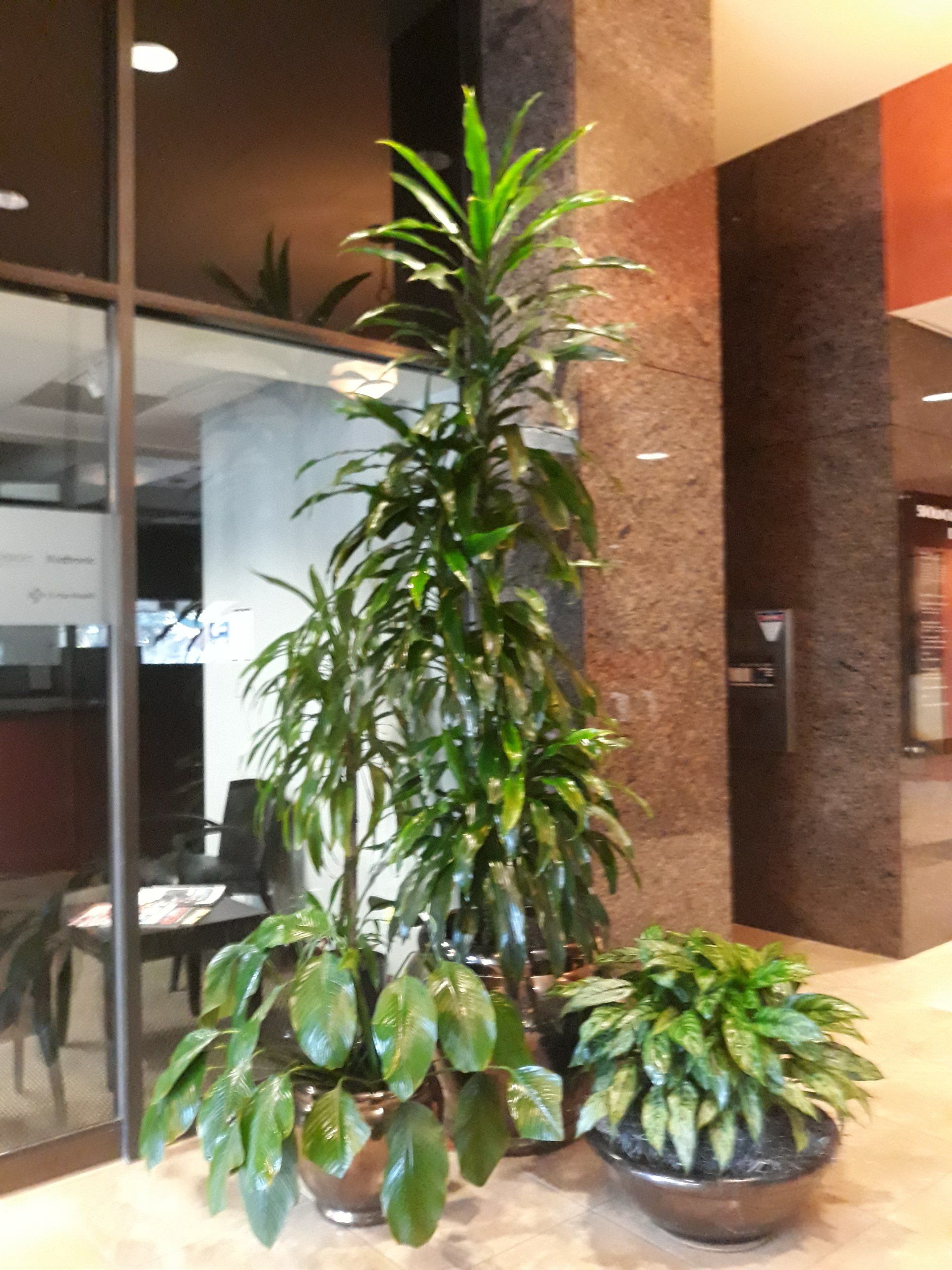 Commercial Building Indoor Plants | Healdsburg, CA | Santa Rosa Interior Plant Service