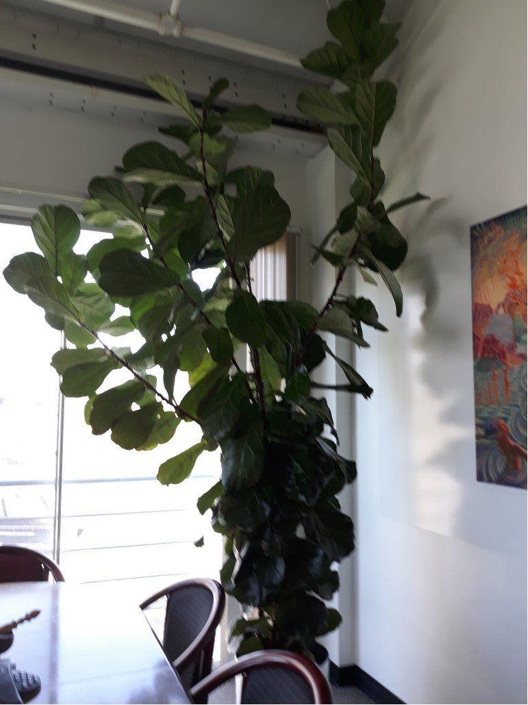 Indoor Plants on Commercial Office | Healdsburg, CA | Santa Rosa Interior Plant Service