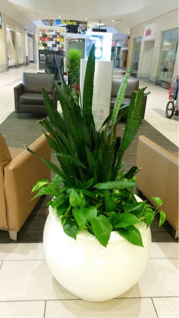 Tropical Indoor Plants on the Lobby | Healdsburg, CA | Santa Rosa Interior Plant Service